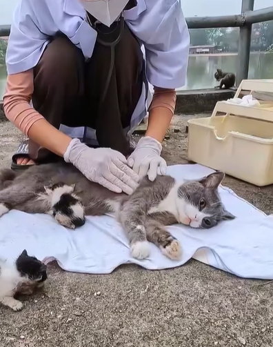 T0307012 Rescue a family of cats rescue animals animalsoftiktok fyp rescu part2