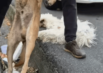 T0907029 He wagged his last tear away part2