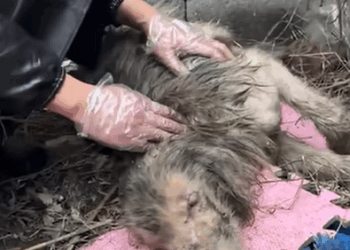 T1307028 Rescue an injured and abandoned puppy part2