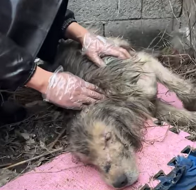 T1307028 Rescue an injured and abandoned puppy part2