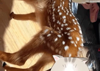 T0307025 baby deer that lost its mother was fortunately rescued and adopted part2