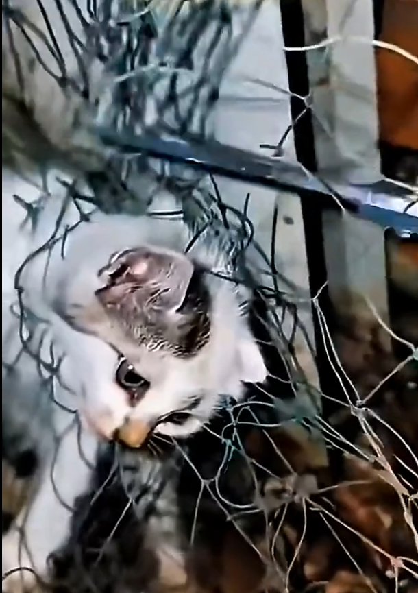 H1504002_animalrescuestories23_7620699580136459540