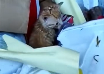 H1504011_A man found a kitten in a garbage truck #animal #animalsoftiktok #rescue #rescueanimals #kitten #cat
