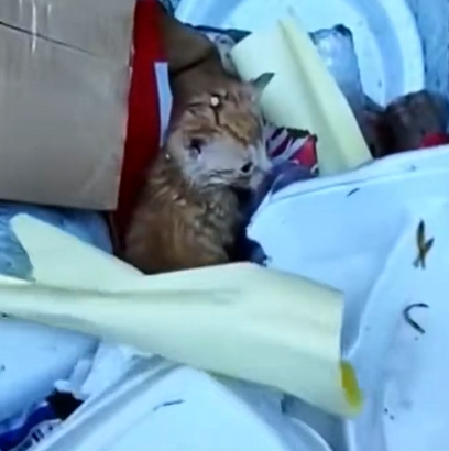 H1504011_A man found a kitten in a garbage truck #animal #animalsoftiktok #rescue #rescueanimals #kitten #cat