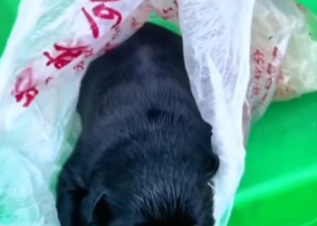 H1504012_animals.bobo_7594833860957916471