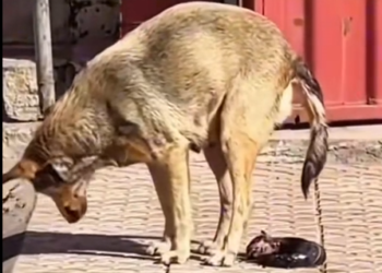 H1504013_animals.bobo_7595480015815331085
