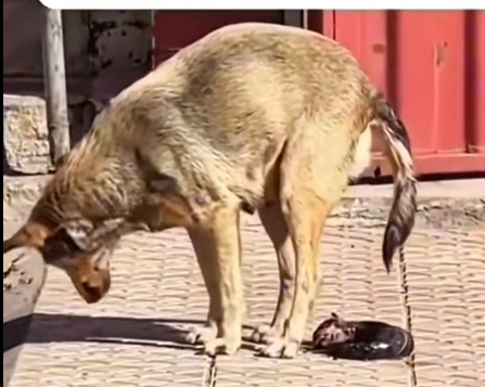 H1504013_animals.bobo_7595480015815331085