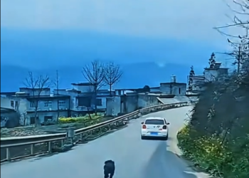 H1504003_Abandoned Puppy Runs After Car… Then a Miracle Happens #puppy #animals #rescue #love