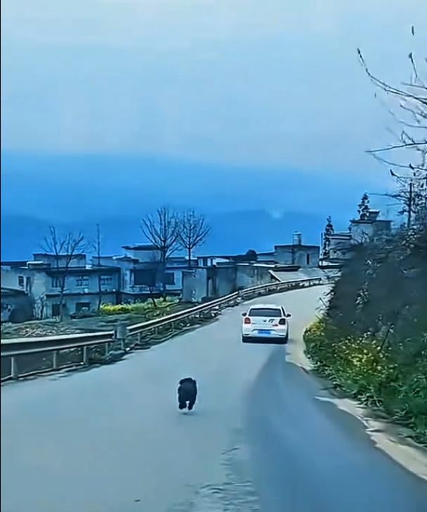 H1504003_Abandoned Puppy Runs After Car… Then a Miracle Happens #puppy #animals #rescue #love