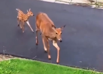 H1504022_Baby deer saved it’s mother #animals #rescue #rescueanimals #animalsoftiktok #deer #fyp