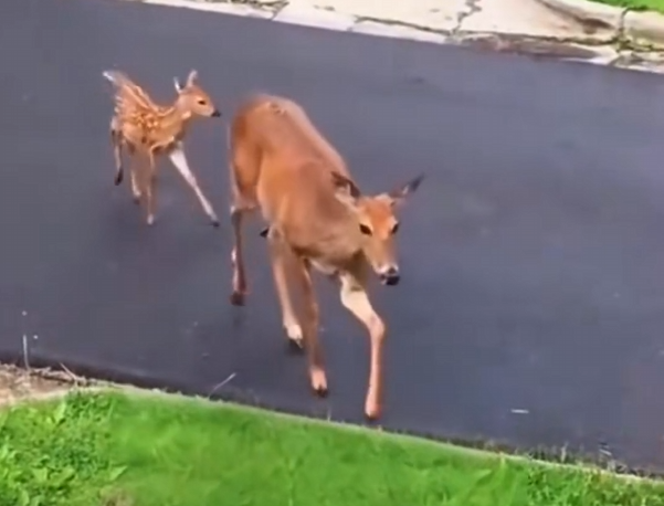 H1504022_Baby deer saved it’s mother #animals #rescue #rescueanimals #animalsoftiktok #deer #fyp