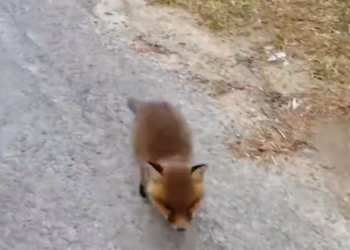 H1504023_Baby fox followed me looking for help #animal #animalsoftiktok #rescue #rescueanimals #fox #foxesoft