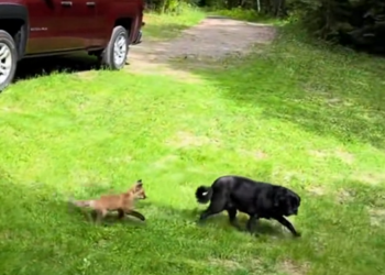 H1504024_Baby fox followed my dog and then #rescue #rescueanimals #fox #foxesoftiktok #animals