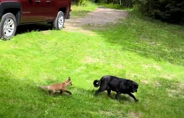 H1504024_Baby fox followed my dog and then #rescue #rescueanimals #fox #foxesoftiktok #animals