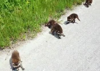 H1504025_Baby raccoons looking for their mother and The girl adopted them #animals #rescue #rescueanimals #an