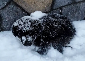 H1604003_found an abandoned puppy in snow, took it ho
