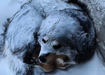 H1604004_found an abandoned dog in snow. It was so pi