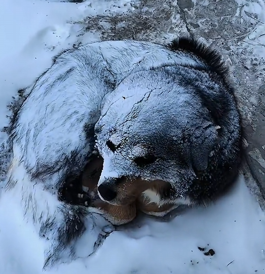H1604004_found an abandoned dog in snow. It was so pi