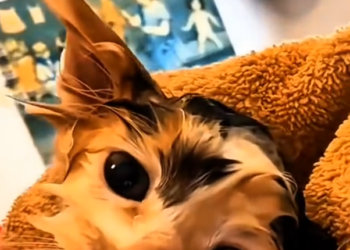 H1504004_A Kind Puppy Saved a Freezing Kitten in the Rain. Now They’re Best Friends #kitten #puppy #animals