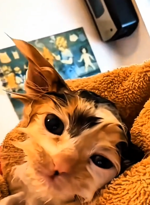 H1504004_A Kind Puppy Saved a Freezing Kitten in the Rain. Now They’re Best Friends #kitten #puppy #animals