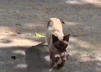 H1604011_Fortunately, the landlord helped her in time.#rescue #rescueanimals #rescuecat #cat