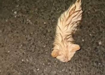 H1604013_After a heavy rain, I found an abandoned kitten, and then…#rescue #animals #usa #love #fyp