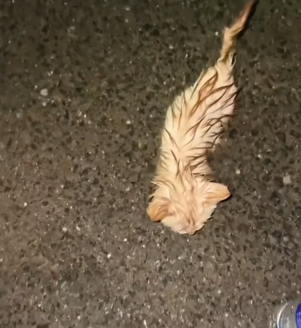 H1604013_After a heavy rain, I found an abandoned kitten, and then…#rescue #animals #usa #love #fyp