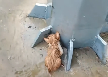 H1604014_After the heavy rain,I rescued a kitten trappedin the flood-and then…#rescue #animals #usa #love #