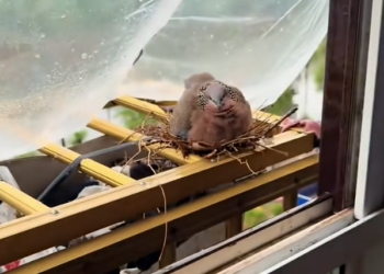 H1604015_A turtledove sought shelter from the rainby my window, and then…#rescue #animals #usa #love #fyp