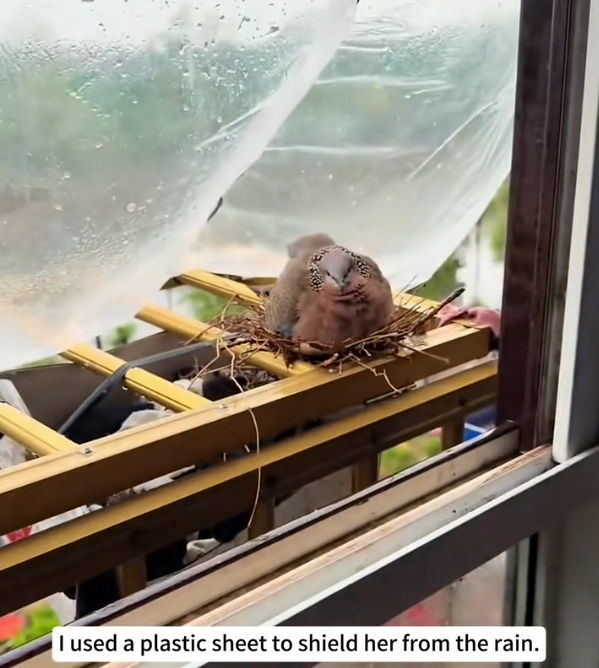 H1604015_A turtledove sought shelter from the rainby my window, and then…#rescue #animals #usa #love #fyp