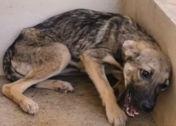 H1504005_A mangy dog begs a girl for help and the outcome#animals #rescue #rescuedog #puppy #dog