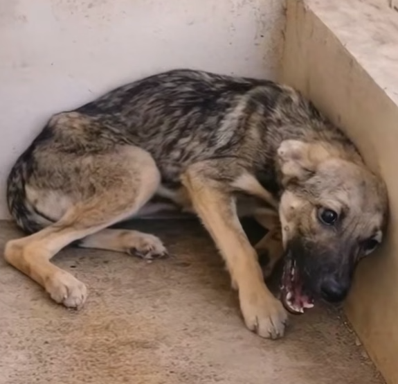 H1504005_A mangy dog begs a girl for help and the outcome#animals #rescue #rescuedog #puppy #dog