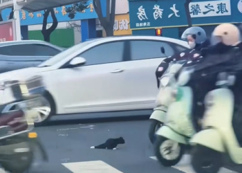 H1604016_A kind girl rescued an injured stray kitten,and then…#rescue #animals #usa #fyp #love