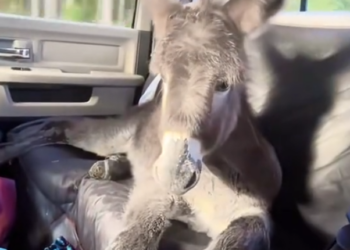 H1604017_A kind couple rescued a baby donkey that hadlost its mother, and then…#rescue #animals #fyp #love