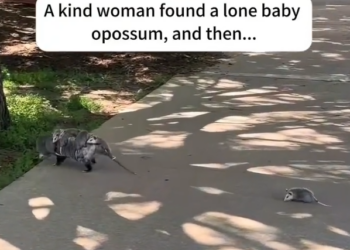H1604018_A kind woman found a lone baby opossum, and then…#rescue #animals #opossum #usa #fyp