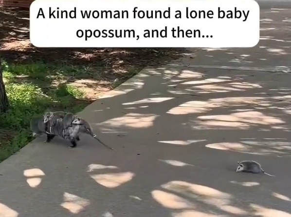 H1604018_A kind woman found a lone baby opossum, and then…#rescue #animals #opossum #usa #fyp