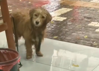 H1604019_A kind man always encounters a stray dog ​​at restaurants, and then… #rescue #animals #puppy #usa