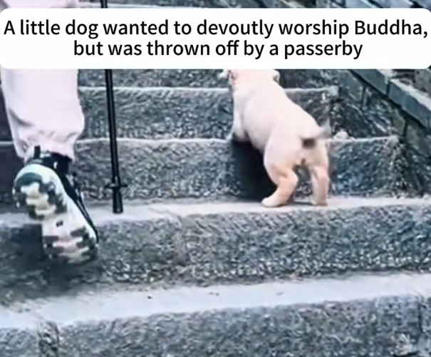H1604020_A little dog wanted to devoutly worship Buddha, but was thrown off by a passerby#cherish #dog #rescu