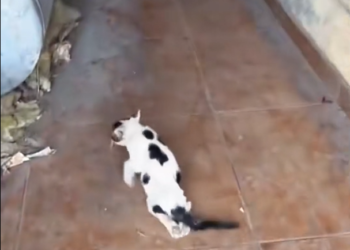 H1604021_A woman found a cat with an injured leg on the street, rescued he, and then…#rescue #love #cat #fy