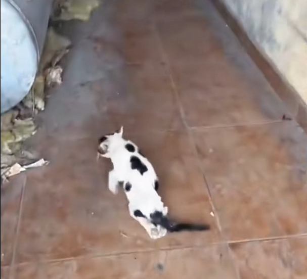 H1604021_A woman found a cat with an injured leg on the street, rescued he, and then…#rescue #love #cat #fy