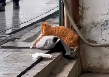 H1604023_A kitten stole my cushion, and I followed it until I discovered…#cat #rescue #animalrescue #love #