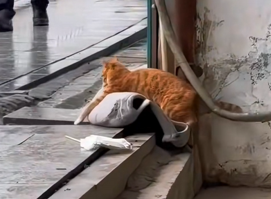H1604023_A kitten stole my cushion, and I followed it until I discovered…#cat #rescue #animalrescue #love #