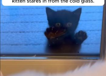 H1604025_A Lonely Starving Kitten Begged At The Door �#cat #rescue #wholesome #animals #love