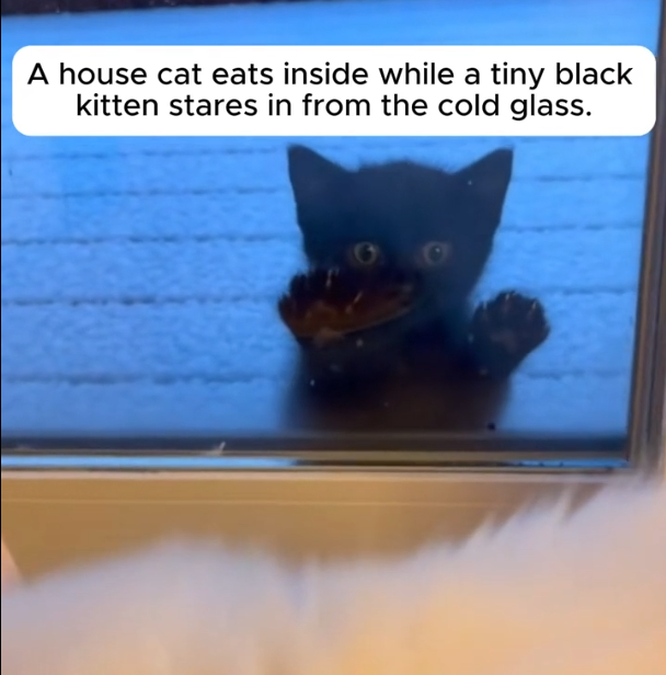 H1604025_A Lonely Starving Kitten Begged At The Door �#cat #rescue #wholesome #animals #love