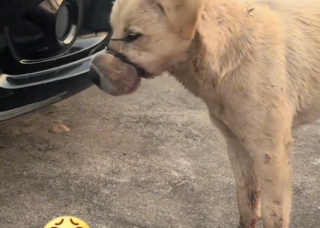 H1704001_found dog its mouth tightly tied shut wit