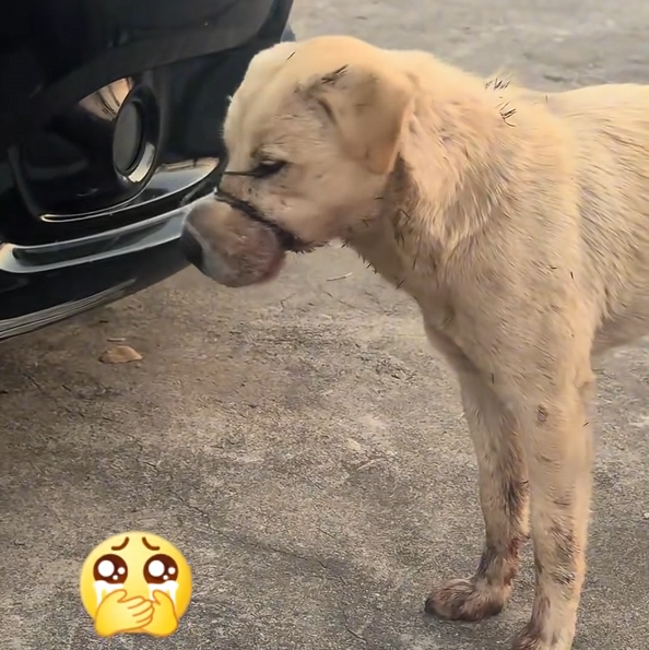 H1704001_found dog its mouth tightly tied shut wit