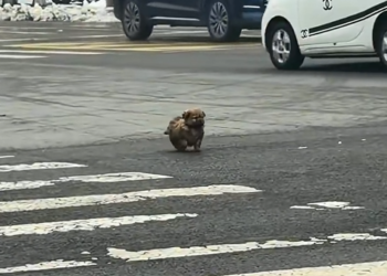 H1704002_found little stray dog on road. saved hi