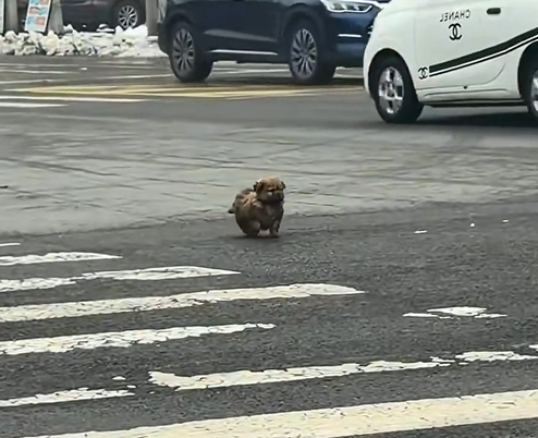 H1704002_found little stray dog on road. saved hi