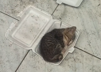 H1704008_found kitten abandoned in lunch box. It was