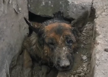 H1704009_found German Shepherd abandoned in sewer dra